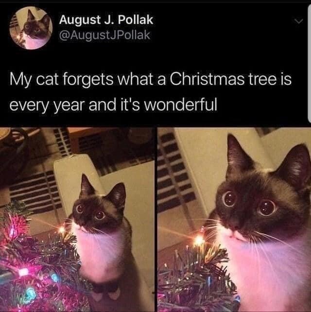 cat-august-j-pollak-augustjpollak-my-cat-forgets-christmas-tree-is-every-year-and-s-wonderful.jpeg.f2c8412bab059a5c808eb3918e2fe253.jpeg