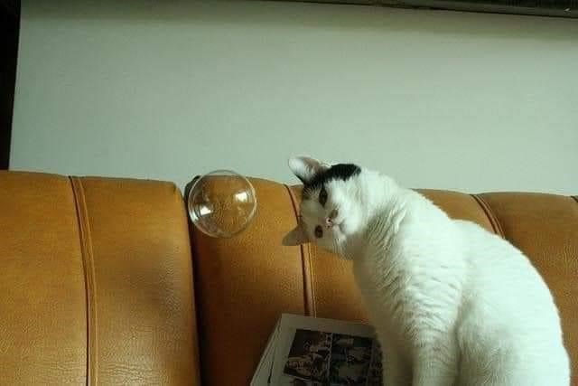 cat.jpeg.58aaec68e364cd74d2b9b3f49bd88d34.jpeg