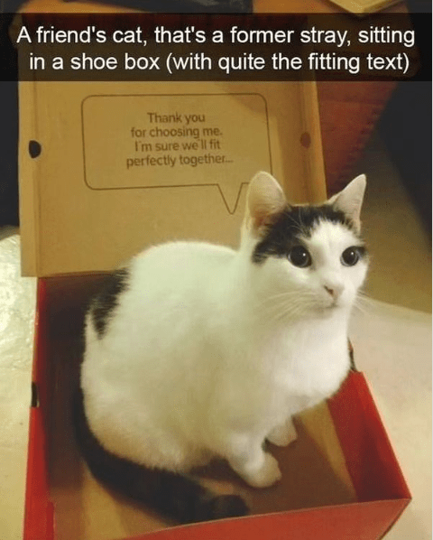 s-former-stray-sitting-shoe-box-with-quite-fitting-text-thank-choosing-sure-fit-perfectly-together.png.790f2a4f798cc4c6bd51f797e540a8c3.png