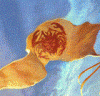 Wok Crab.GIF