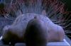 post-13617-0-05649200-1432135971_thumb.j