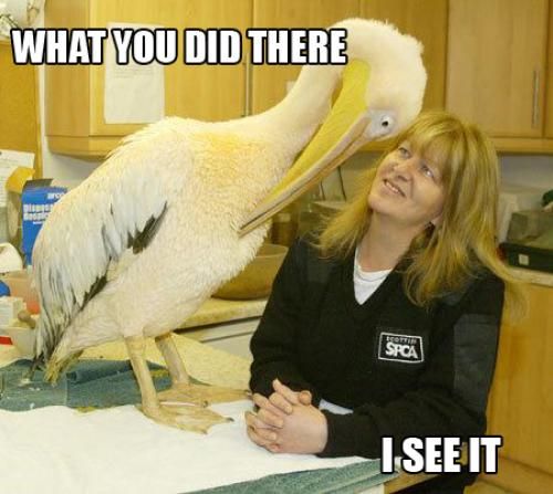 Pelican I See What You Did There.jpg
