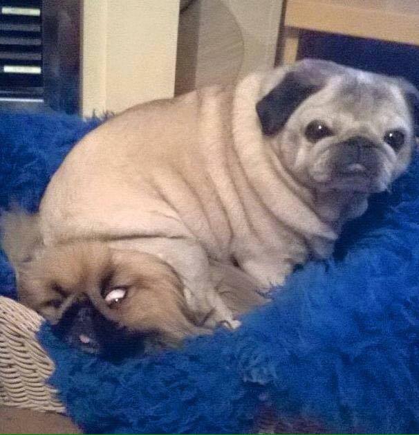 Pug Sit Assault.jpg