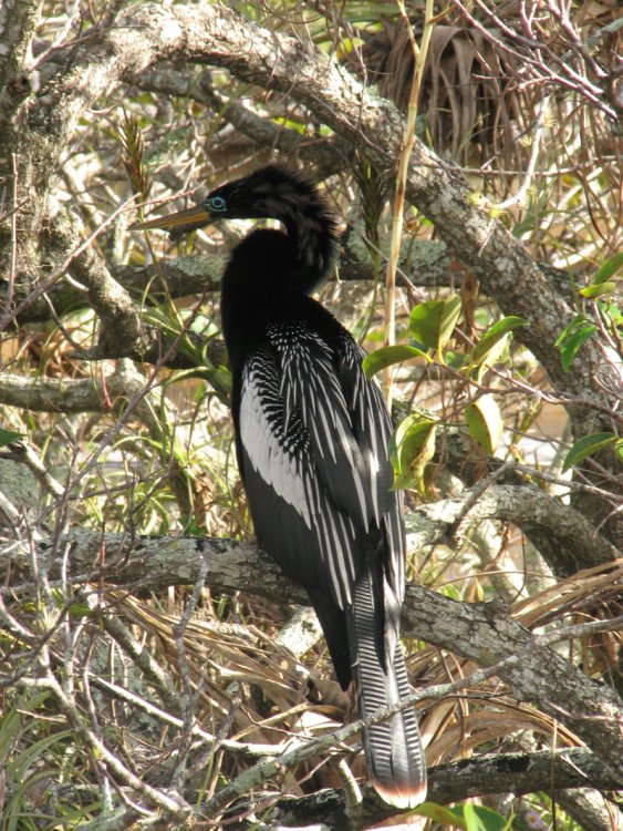 Anhinga Portrait1.jpg