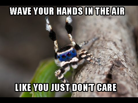 Peacock Spider Korn.jpg