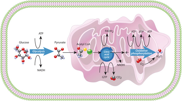 U1CP3-5_CellMetabolism_ksm.jpg