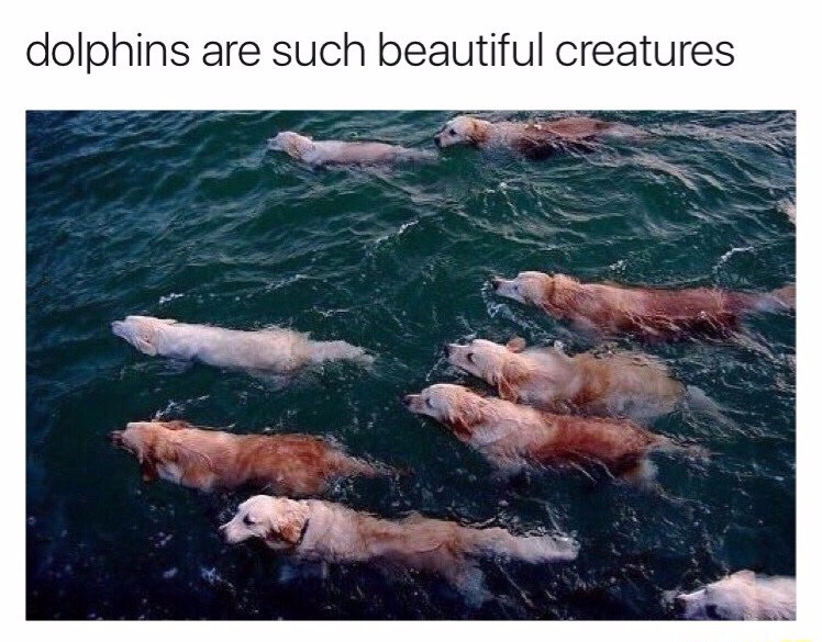 doph.jpg