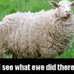 AliasSheep