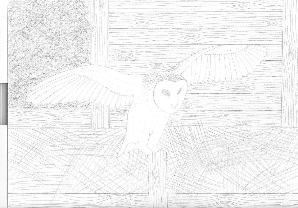 Barn Owl in Barn Graphite.jpg