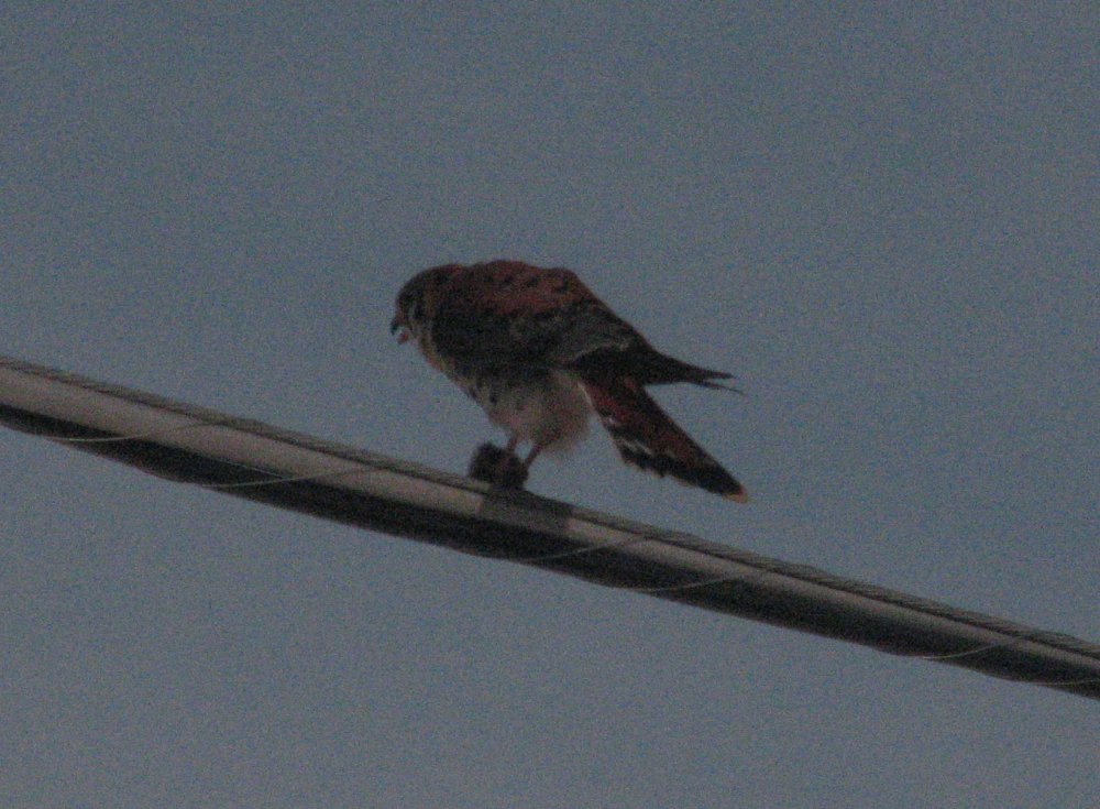 Kestrel Nom Crop.jpg