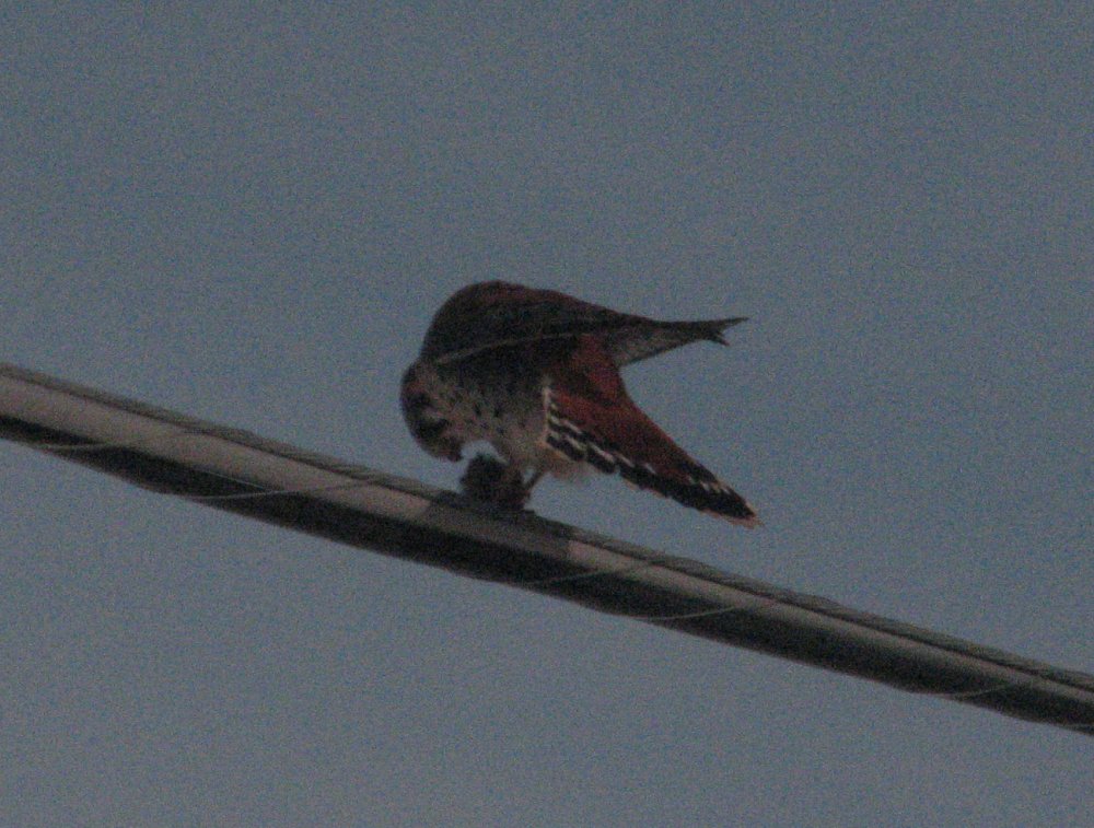 Kestrel Nom Crop2.jpg