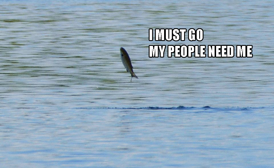 Fish Jump Ding Darling Superman.jpg