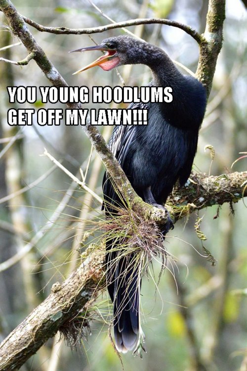 Anhinga Get Off My Lawn.jpg
