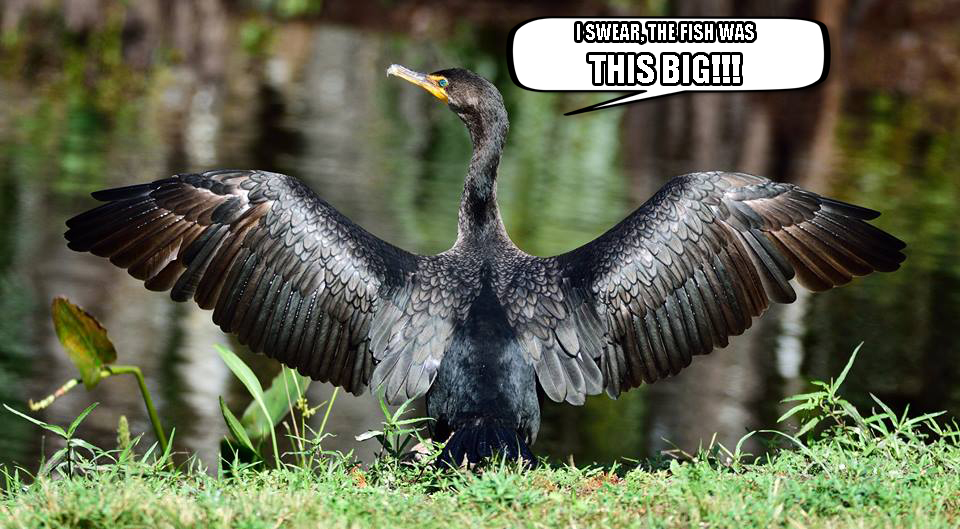 THE FISH WAS THIS BIG Cormorant.jpg