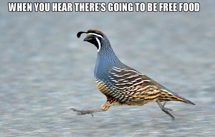 Sprinting Quail Free Food.png