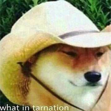 What in Tarnation Dog.jpg