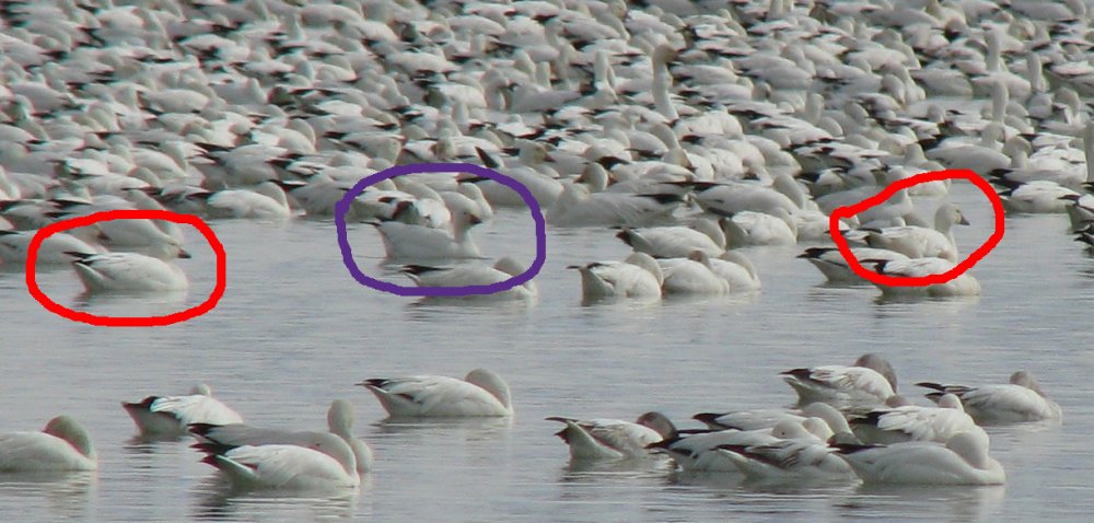 Maybe-Ross Geese.jpg