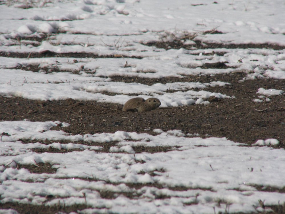 IMG_0204_Prairie_Dog1.JPG