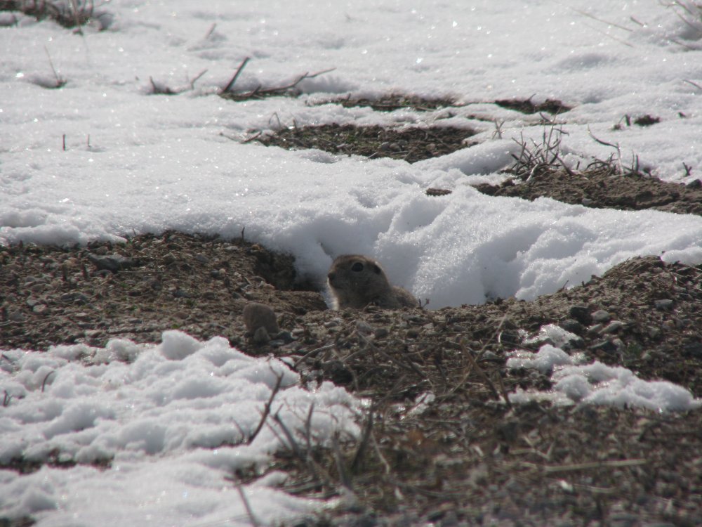 IMG_0214_Prairie_Dog2.JPG
