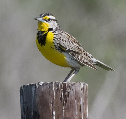Western Meadowlark.jpg
