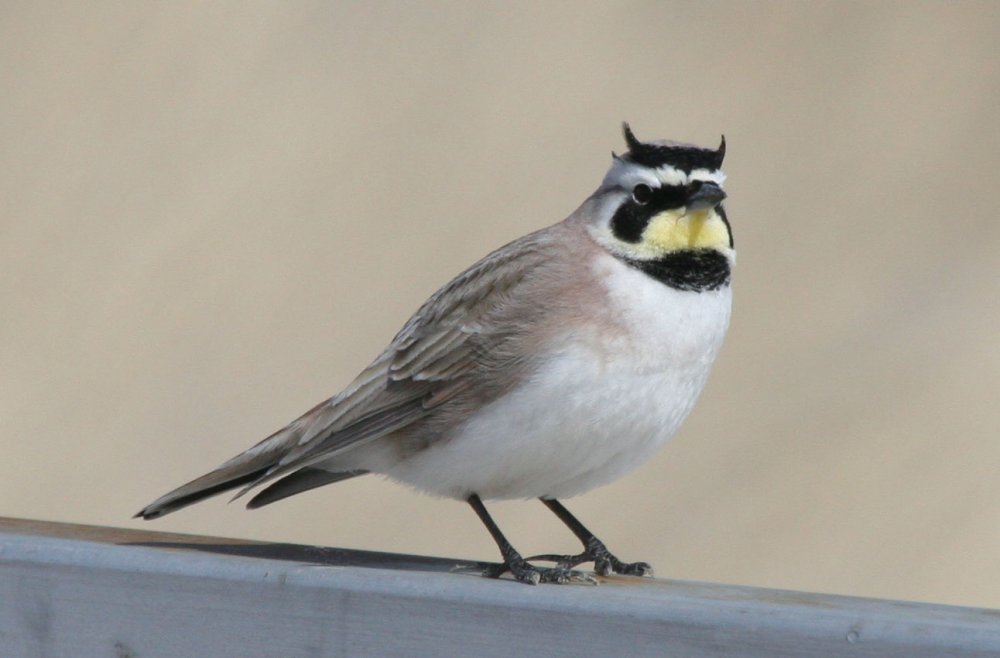 Horned Lark Large.jpg