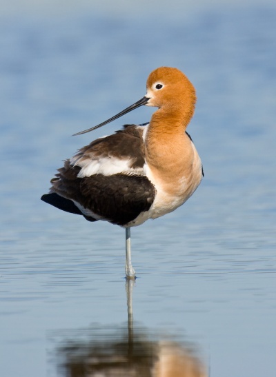 American Avocet Flamingo Pose.jpg