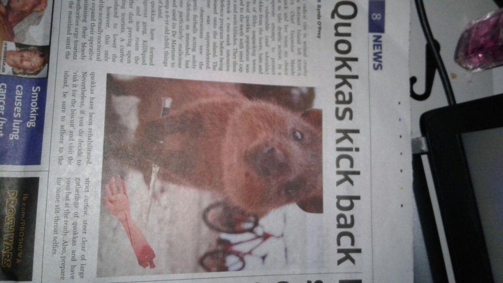 quokkas strike back.jpg