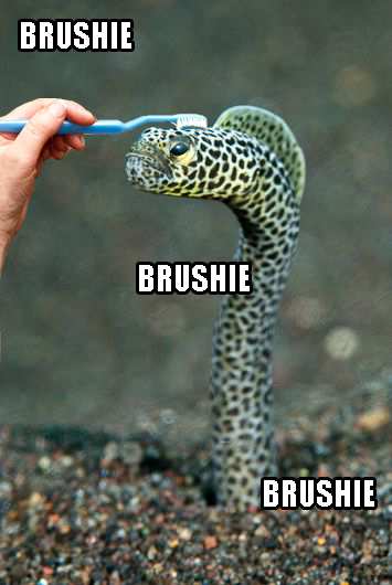 Brushie Garden Eel.jpg