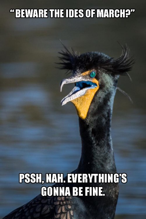 Caesar Cormorant Ides of March.jpg