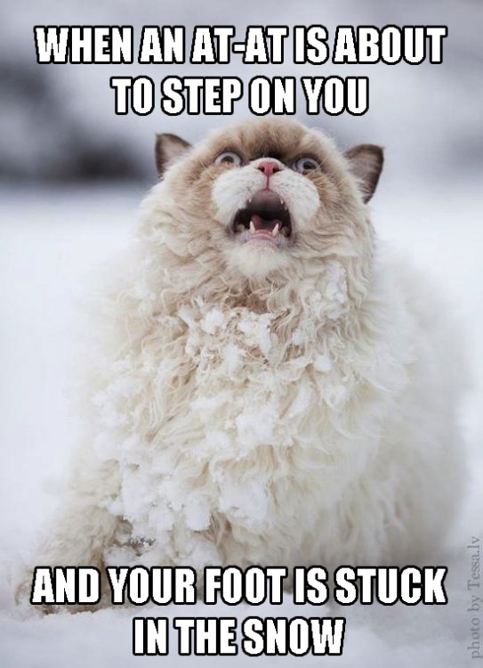 AT-AT Stepping on You Cat.jpg