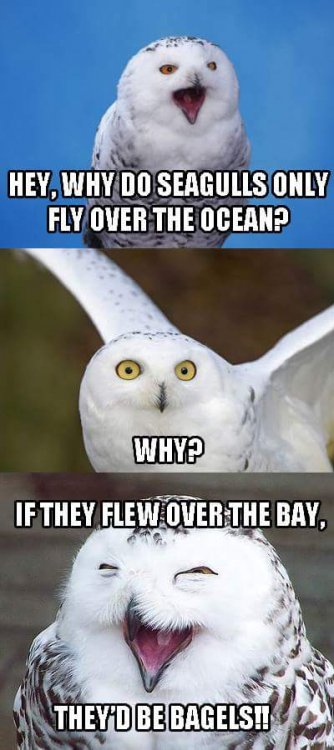 FB_IMG_1490057141160.jpg