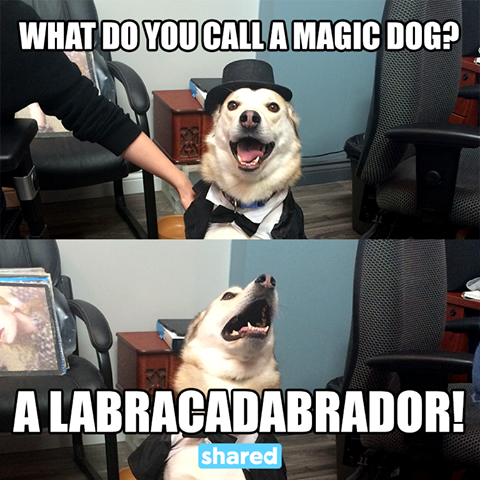 Labracadabrador.png