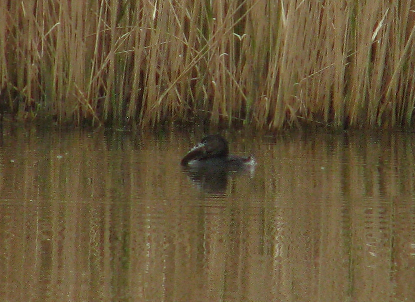 IMG_0604 Pied-billed Grebe Fish Fight.jpg