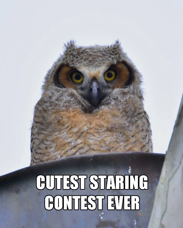 Cutest Staring Contest Ever.jpg