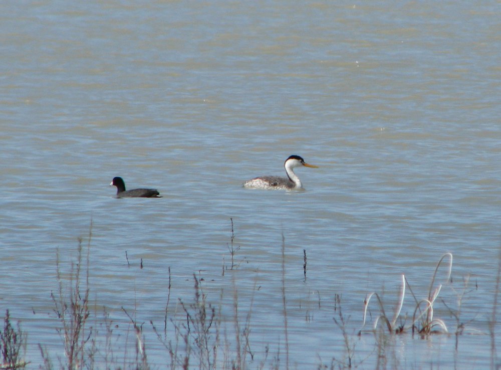 58f33bc167cce_IMG_1087ClarksGrebe.thumb.jpg.780fda55887da0a0147e7b6b919420a4.jpg