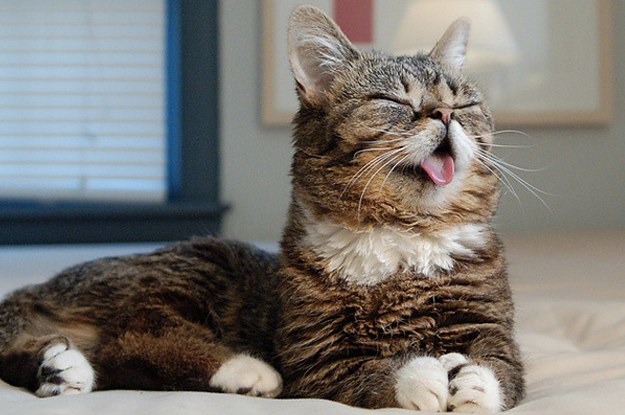 58f42fa5a9015_LilBub_.jpg.32d323f0190dfdbe21cc0579b0c04eb4.jpg