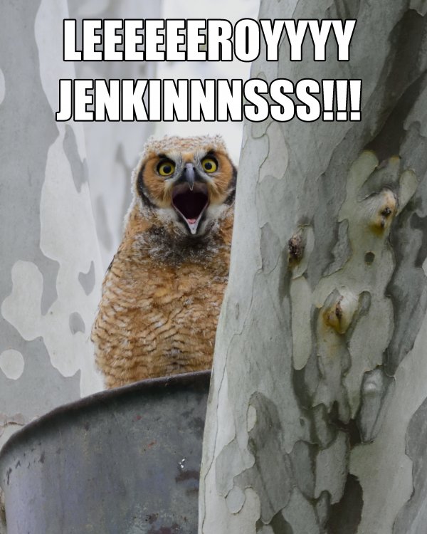GHO_Baby_LEROY_JENKINS_by_Mom.jpg
