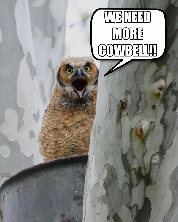 GHO_Baby_More_Cowbell_by_Mom.jpg