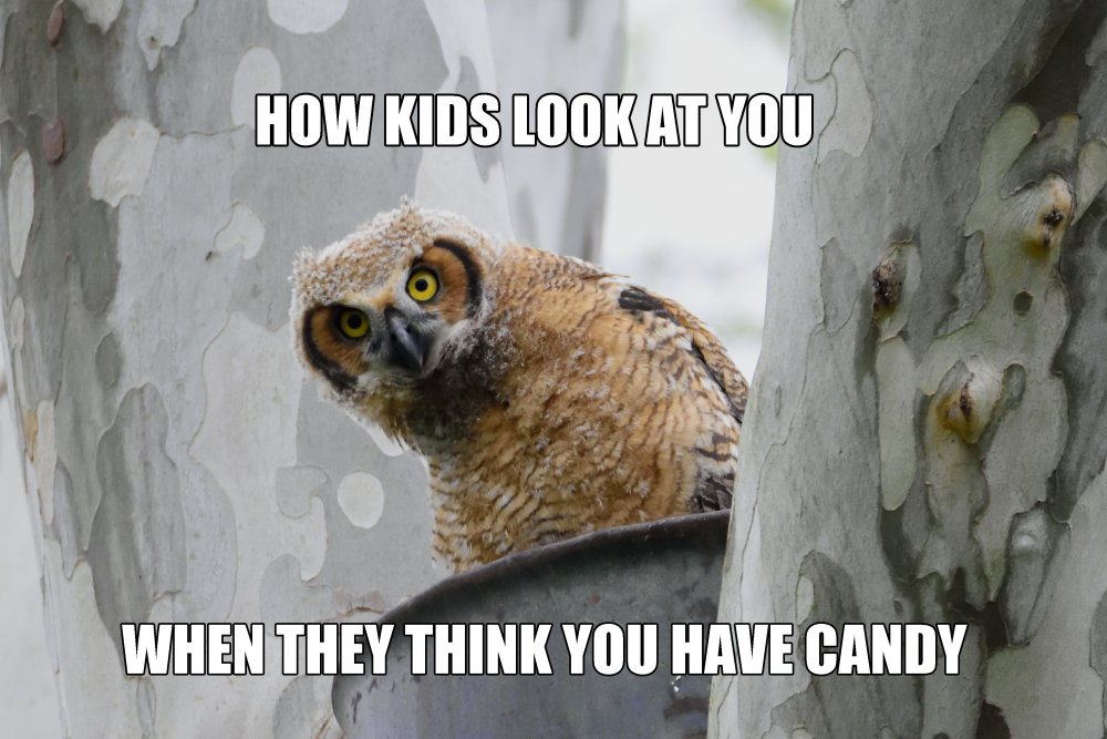 GHO_Baby_Wants_Candy_by_Mom.jpg