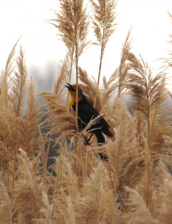 IMG_0633_YHBB_Crop_and_Lighten.jpg