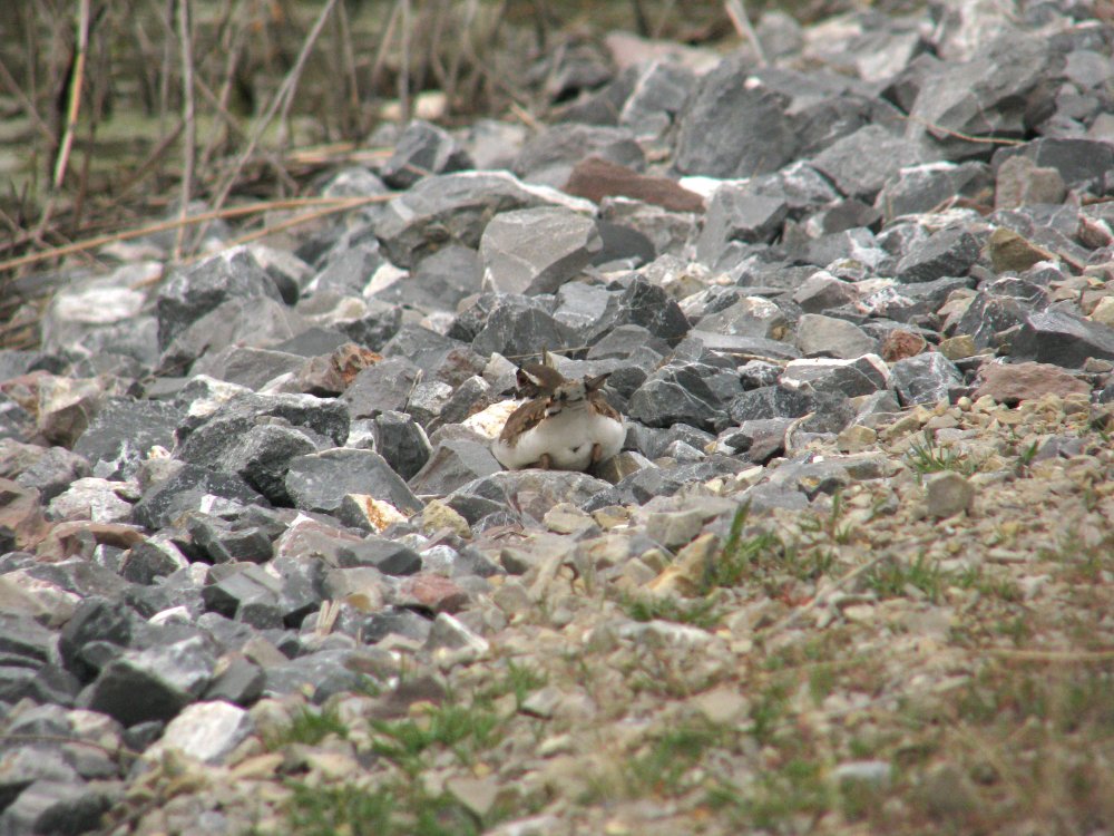 IMG_0643_Killdeer_Butt_Lightened1.jpg