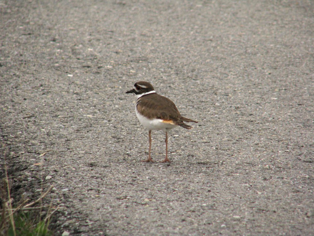 IMG_0650_Killdeer_Lightened1.jpg