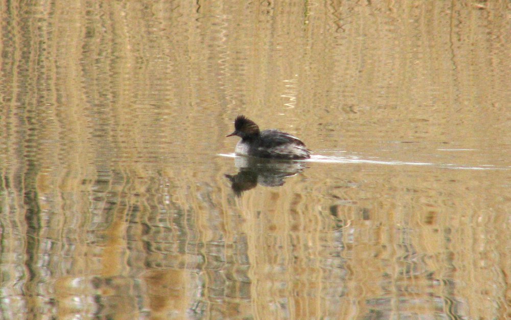 IMG_0661_Eared_Grebe_Crop_and_Lighten.jpg