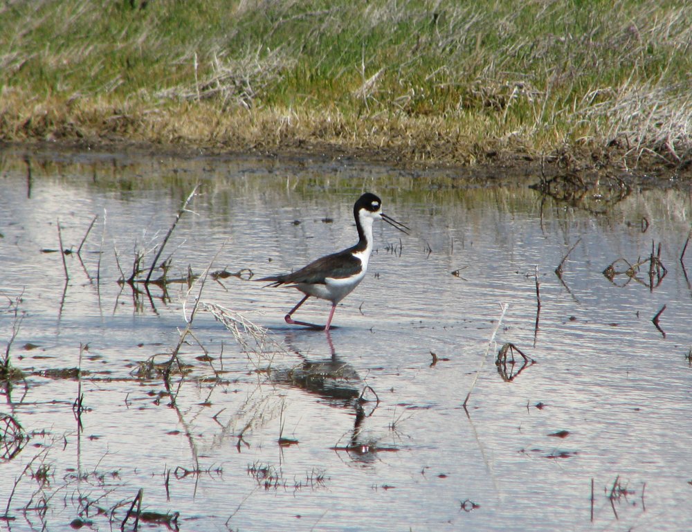 IMG_1061_Blackneck_Stilt.thumb.jpg.2bce91eee1e12d610cb846c8076c16d6.jpg