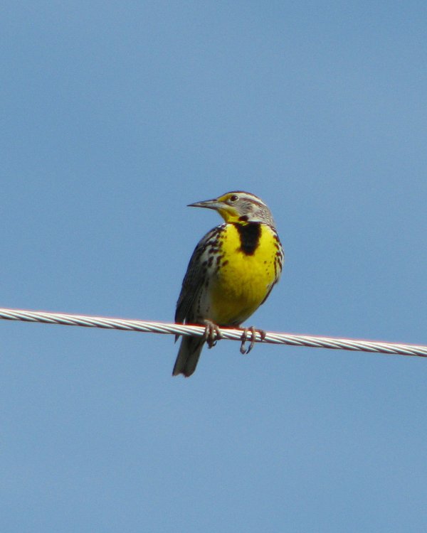 IMG_1180_Meadowlark.thumb.jpg.17abb3c35a49e335e59eb2b9b04be6d7.jpg