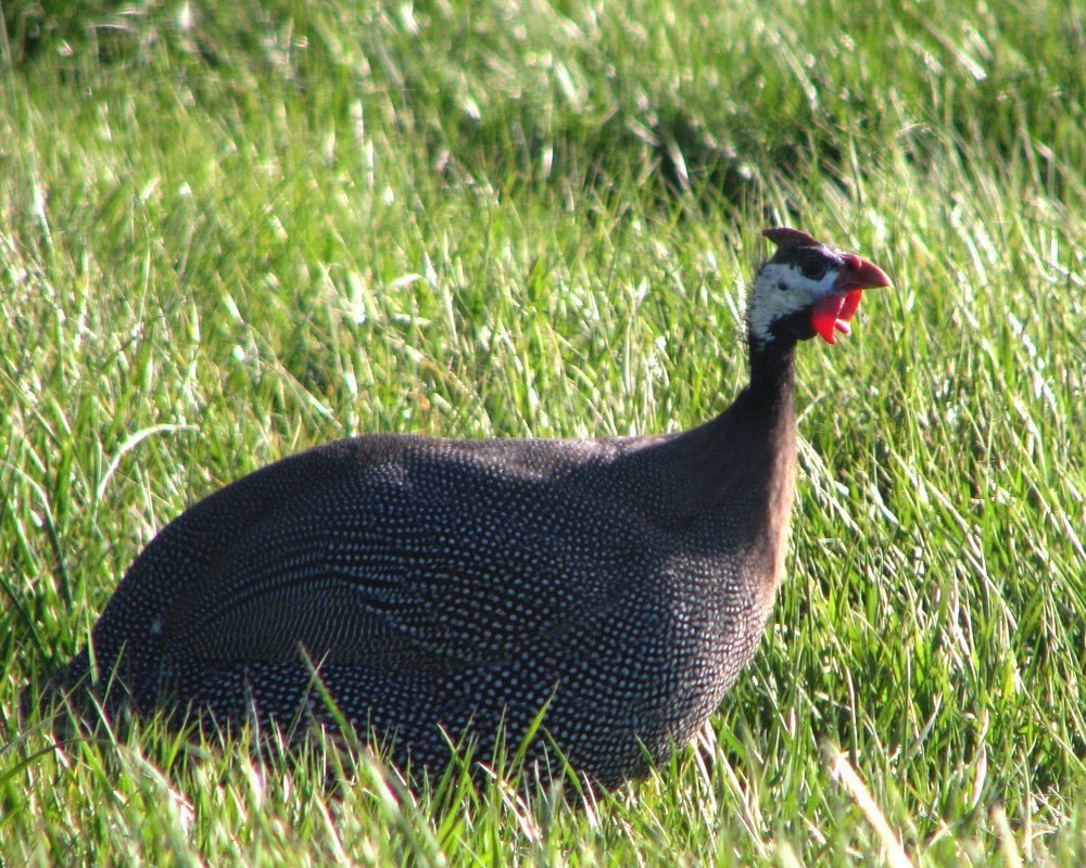 IMG_1199_Guineafowl.thumb.jpg.c191e29f64de80aa22a6853ffa84e670.jpg