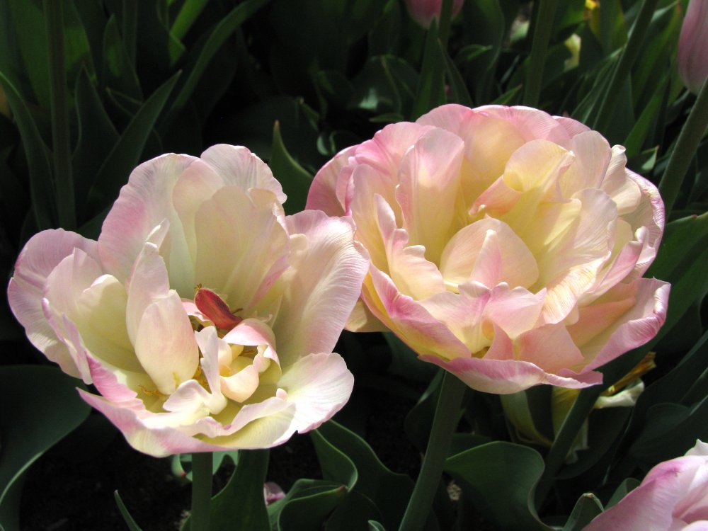 IMG_1208_Tulips_Lightened.thumb.jpg.fd8df29a3426b7f7896bbc4744bc96f0.jpg