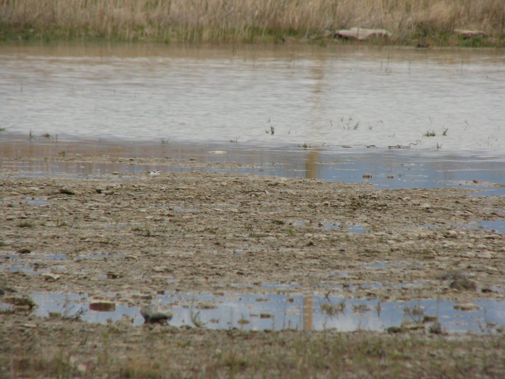 IMG_1658_Snowy_Plovers.thumb.JPG.c9b5f0dbfbe02302aba7c6d61a5694d1.JPG