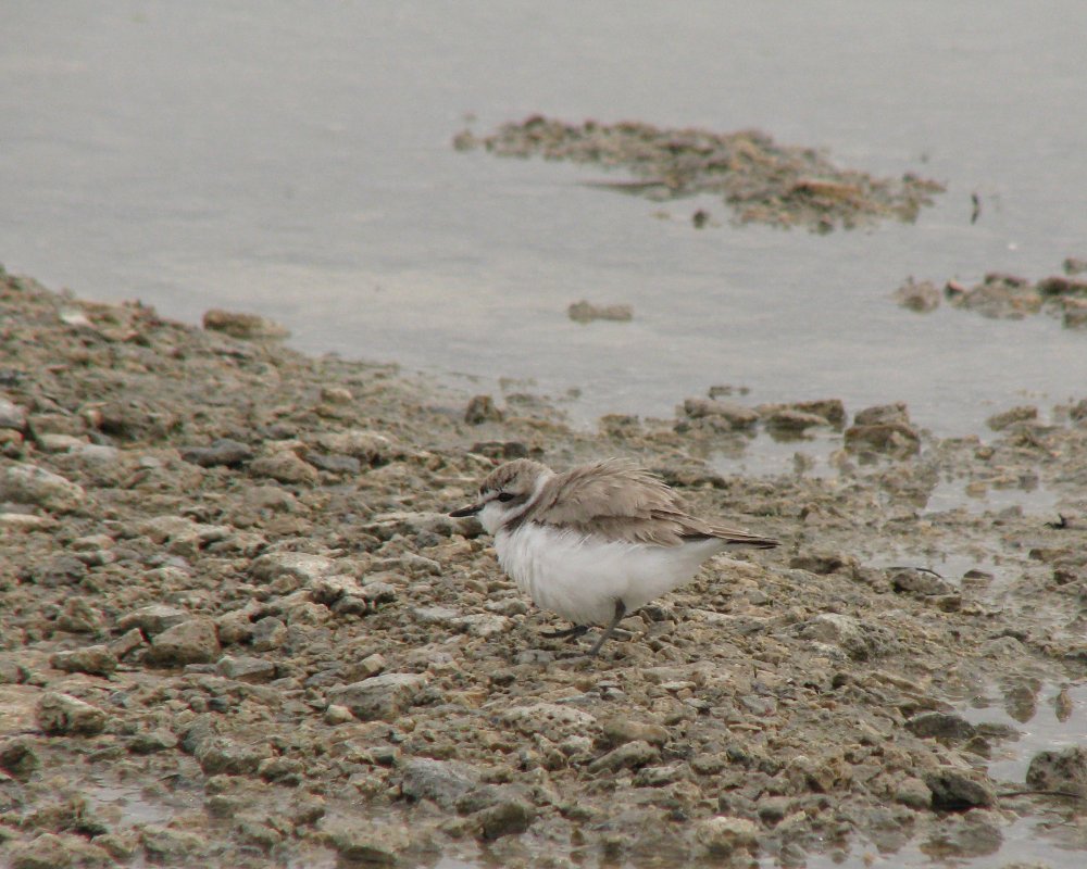 IMG_1697_Snowy_Plover_Crop.thumb.jpg.d67cb296141d59bc6ec8627ba1e8e060.jpg