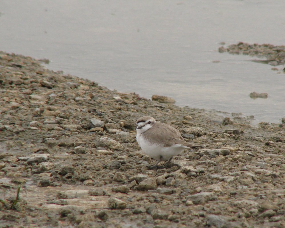 IMG_1710_Snowy_Plover_Crop.thumb.jpg.c2c3e6020a1c4314a5debe88b903ee3d.jpg